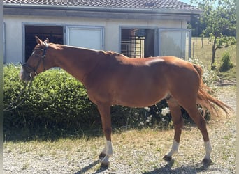 Altri cavalli a sangue caldo, Castrone, 10 Anni, 155 cm, Sauro