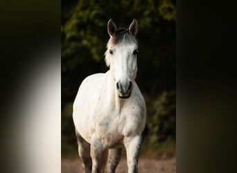 Altri cavalli a sangue caldo, Castrone, 10 Anni, 160 cm, Grigio rossastro
