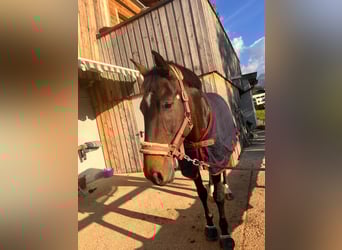 Altri cavalli a sangue caldo, Castrone, 10 Anni, 165 cm, Baio