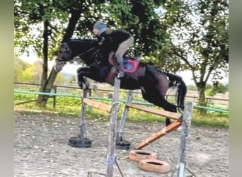 Altri cavalli a sangue caldo Mix, Castrone, 10 Anni, 165 cm, Baio