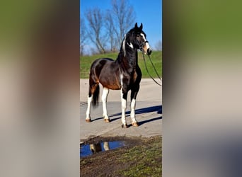 Altri cavalli a sangue caldo, Castrone, 10 Anni, 167 cm, Pezzato