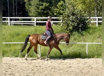 Altri cavalli a sangue caldo, Castrone, 10 Anni, 168 cm, Baio