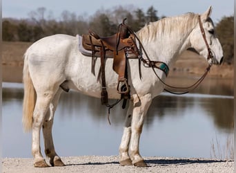 Altri cavalli a sangue caldo, Castrone, 10 Anni, 168 cm, Grigio