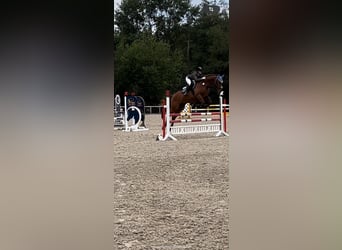 Altri cavalli a sangue caldo, Castrone, 10 Anni, 168 cm, Sauro