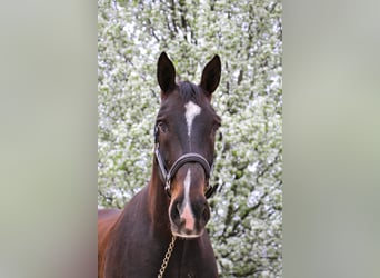 Altri cavalli a sangue caldo, Castrone, 10 Anni, 173 cm, Baio ciliegia