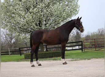 Altri cavalli a sangue caldo, Castrone, 10 Anni, 173 cm, Baio ciliegia