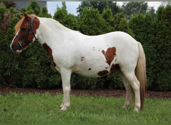 Altri cavalli a sangue caldo, Castrone, 11 Anni, 122 cm, Sauro scuro