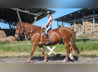 Altri cavalli a sangue caldo, Castrone, 11 Anni, 149 cm, Sauro