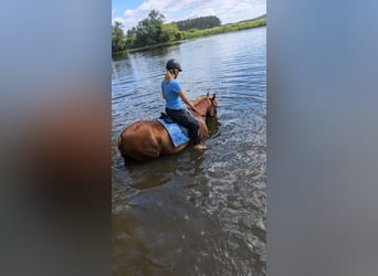 Altri cavalli a sangue caldo, Castrone, 11 Anni, 149 cm, Sauro