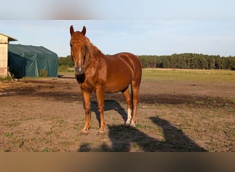 Altri cavalli a sangue caldo, Castrone, 11 Anni, 149 cm, Sauro