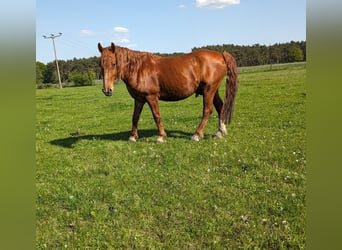 Altri cavalli a sangue caldo, Castrone, 11 Anni, 149 cm, Sauro