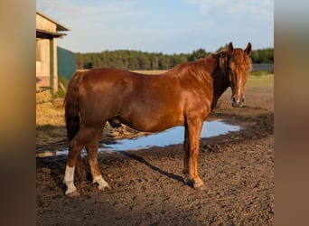 Altri cavalli a sangue caldo, Castrone, 11 Anni, 149 cm, Sauro