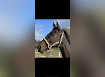 Altri cavalli a sangue caldo, Castrone, 11 Anni, 161 cm, Baio scuro