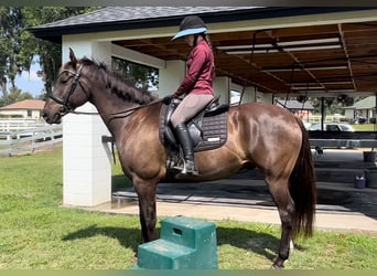 Altri cavalli a sangue caldo, Castrone, 11 Anni, 163 cm, Baio ciliegia