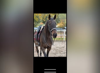 Altri cavalli a sangue caldo, Castrone, 11 Anni, 163 cm, Baio scuro