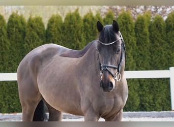 Altri cavalli a sangue caldo, Castrone, 11 Anni, 163 cm, Morello