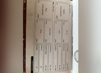 Altri cavalli a sangue caldo, Castrone, 11 Anni, 165 cm, Baio