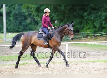 Altri cavalli a sangue caldo, Castrone, 11 Anni, 166 cm, Baio