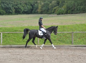 Altri cavalli a sangue caldo, Castrone, 11 Anni, 167 cm, Baio nero