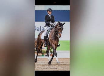 Altri cavalli a sangue caldo, Castrone, 11 Anni, 168 cm, Baio scuro