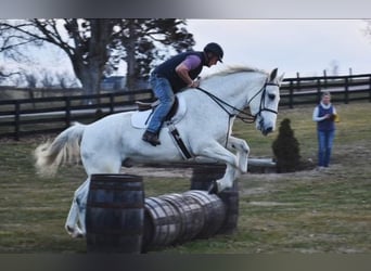 Altri cavalli a sangue caldo, Castrone, 11 Anni, 168 cm, Grigio