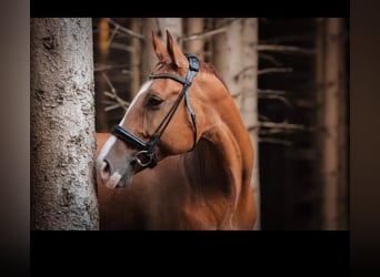 Altri cavalli a sangue caldo, Castrone, 11 Anni, 168 cm, Sauro