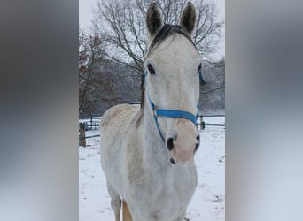 Altri cavalli a sangue caldo, Castrone, 11 Anni, 170 cm, Grigio