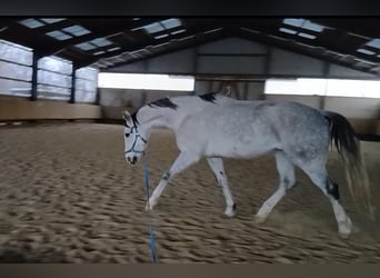 Altri cavalli a sangue caldo, Castrone, 11 Anni, 170 cm, Grigio