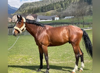 Altri cavalli a sangue caldo, Castrone, 11 Anni, 173 cm