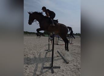 Altri cavalli a sangue caldo, Castrone, 11 Anni, 183 cm, Baio scuro