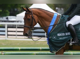 Altri cavalli a sangue caldo, Castrone, 11 Anni, Baio ciliegia