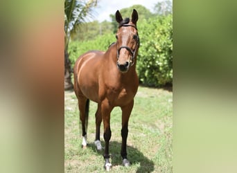 Altri cavalli a sangue caldo, Castrone, 11 Anni, Baio ciliegia