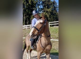 Altri cavalli a sangue caldo, Castrone, 12 Anni, 158 cm, Baio chiaro