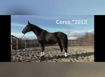 Altri cavalli a sangue caldo, Castrone, 12 Anni, 163 cm, Morello