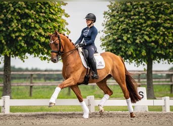 Altri cavalli a sangue caldo, Castrone, 12 Anni, 163 cm, Sauro scuro