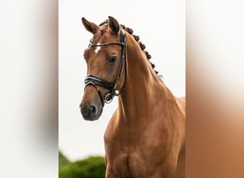 Altri cavalli a sangue caldo, Castrone, 12 Anni, 163 cm, Sauro scuro