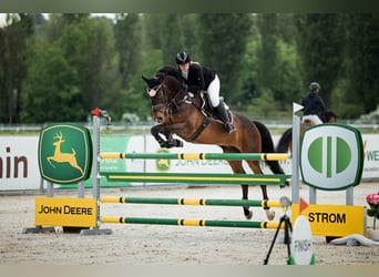 Altri cavalli a sangue caldo, Castrone, 12 Anni, 165 cm, Baio