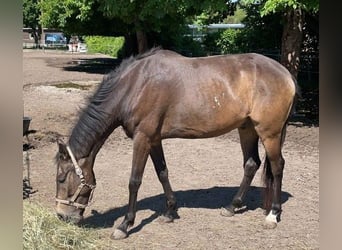 Altri cavalli a sangue caldo, Castrone, 12 Anni, 165 cm, Falbo