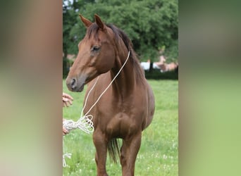Altri cavalli a sangue caldo, Castrone, 12 Anni, 167 cm, Sauro scuro