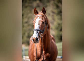 Altri cavalli a sangue caldo, Castrone, 12 Anni, 168 cm, Sauro