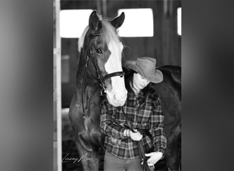 Altri cavalli a sangue caldo, Castrone, 12 Anni, 180 cm, Sauro scuro