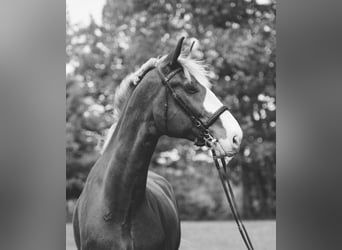 Altri cavalli a sangue caldo, Castrone, 12 Anni, 180 cm, Sauro scuro
