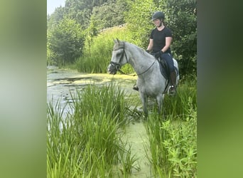 Altri cavalli a sangue caldo, Castrone, 13 Anni, 160 cm, Grigio trotinato