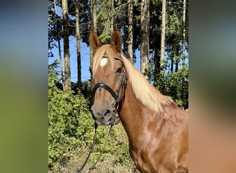 Altri cavalli a sangue caldo, Castrone, 13 Anni, 166 cm, Sauro