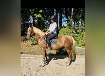 Altri cavalli a sangue caldo, Castrone, 13 Anni, 166 cm, Sauro
