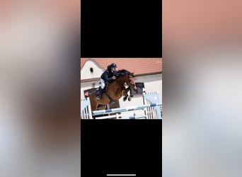 Altri cavalli a sangue caldo, Castrone, 13 Anni, 168 cm, Baio ciliegia