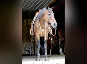 Altri cavalli a sangue caldo, Castrone, 14 Anni, 163 cm, Baio ciliegia