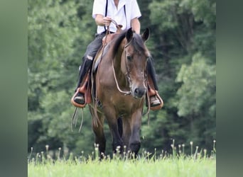 Altri cavalli a sangue caldo, Castrone, 14 Anni, 163 cm, Baio ciliegia