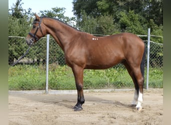 Altri cavalli a sangue caldo, Castrone, 14 Anni, 165 cm, Baio