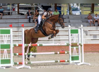 Altri cavalli a sangue caldo, Castrone, 14 Anni, 165 cm, Sauro